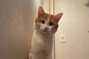 Оказалась невиновной: проводницу поезда не стали наказывать после смерти кота Твикса