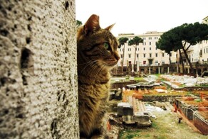 Торре-Арджентина – территория божественного Юлия и божественных животных