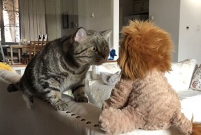 17 финалистов Международной премии за комедийную фотографию домашних животных 2024