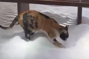 Кошка оценила дизайн модного бутика