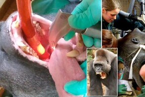 Горилла с абсцессом зуба попала на приём к стоматологу