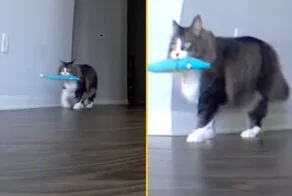 Что делает кот, когда остаётся дома один?