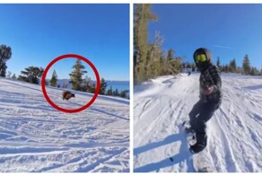 Сноубордисты столкнулись с медведем прямо во время скоростного спуска с горы
