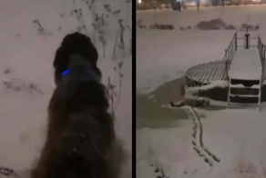 Домашний пёс в Петербурге спас человека от неминуемой смерти