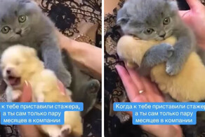 Когда к тебе приставили стажера, а ты сам только пару месяцев в компании