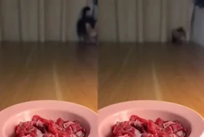 План котёнка по быстрому захвату миски с мясом с треском провалился