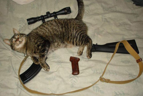 Тактическая экипировка кота: базовый боевой комплект, что есть у каждой кошки