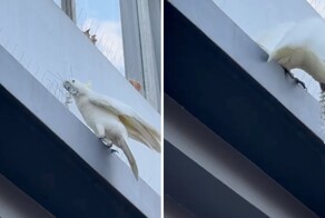 «Свободу пернатым!»:  попугай-бунтарь вырывает от стены антиптичьи шипы