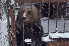 Мужчина бросил медведицу в тесной клетке на даче
