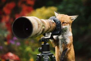25+ удивительных созданий, которые искренне считают себя фотографами