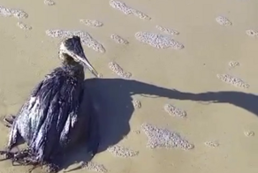 Мазут с потерпевших крушение танкеров прибило к пляжам Краснодарского края