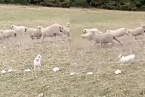 Чихуахуа стал самым знаменитым пастушьим псом Франции