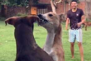 Схватка псов в один момент стала похожа на танец