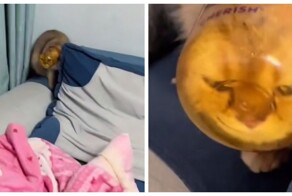 Кот застрял в банке