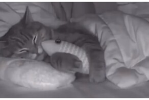 Рыбонька моя: кот уснул в обнимку с игрушкой