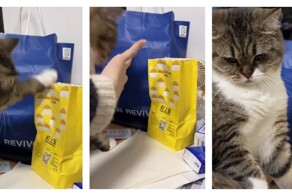 Конфликт кота с хозяйкой из-за пакета