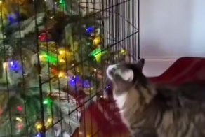 Кот, которого не&nbsp;остановят никакие преграды