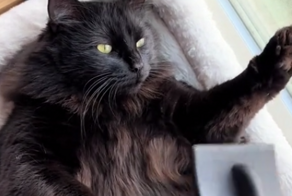 Вычесывание упитанного кота