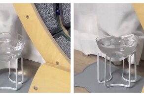 Сложные отношения кота с миской