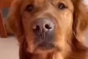 Песня про потерянную косточку