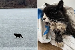 20-летнюю слепую кошку спасли из&nbsp;замерзшего озера