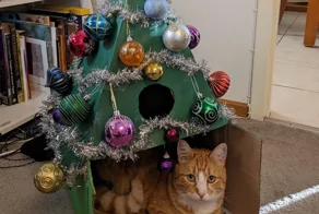 20 котеек, которые приняли отстранённый вид, но не стали от этого менее мимимишными