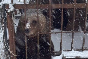 Брошенная хозяином медведица нашла новый дом