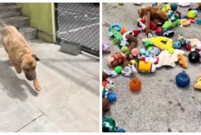 Собаки из австралийского приюта сами выбирают себе рождественские подарки