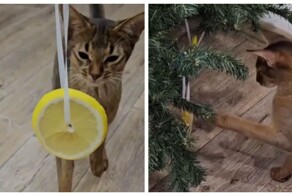 Спасаем ёлки от пушистых