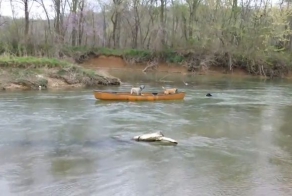 Животные спасают других животных (7 видео)