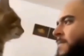 Пушистый тиран