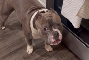 Озорной воришка