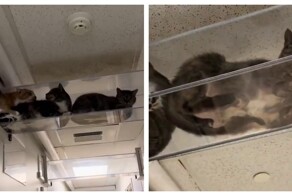 Котопровод засорился