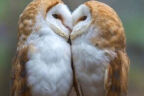 25 трогательных поцелуев братьев наших меньших