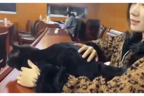 Если бы утро понедельника было котом