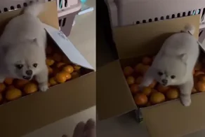 Не трогай, это на Новый год! Пёс охраняет мандарины