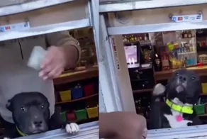 Дружелюбный работник магазина