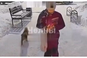 Хаски попытался напасть на питомца девочки