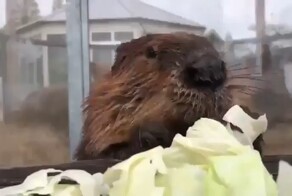 Про бобра