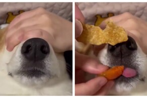 Хозяева обманывают потолстевшего пса, чтобы он правильно питался