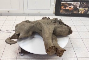 В Якутии нашли останки мамонтёнка, жившего 50 тыс. лет назад