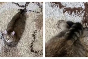 Кот прикинулся тюленем