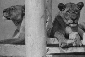 Мозамбикский львиный домик