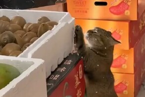 Кот создает новогоднее настроение