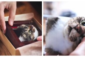 Впечатляющие портреты кошек из шерсти