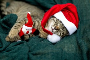 25+ питомцев, которые сфотографировались на фоне новогодних декораций и стали их главным элементом