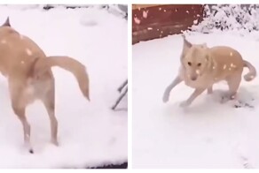 Собаки резко передумали гулять