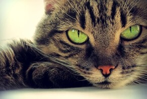 Поверья о кошках