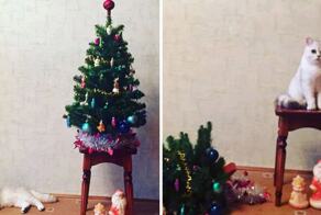 Ёлка живёт до первого кота: 20 фото животных, которые в новогоднюю пору становятся конанами-разрушителями