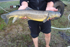 Маринка: ядовитая разновидность карпа